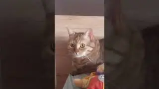 un chat qui fixe du regard