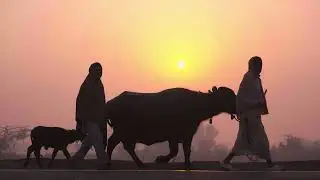 Transforming Punjab&rsquo;s Cattle Markets | A DAT Media Production for PCMMDC