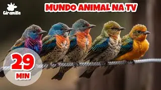 Pet TV - Мир животных на ТВ - 29 мин | Собачье телевидение | Кот ТВ