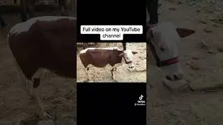 Smallest cow in the Karachi mandi #laraiblara #cow #vlog #bull #mandiupdate2023 #beautiful