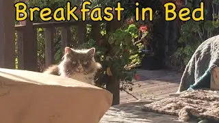 Taming a Feral 854: Breakfast in Bed