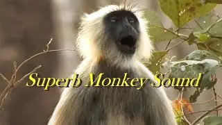 Loud Sound of Langoor Monkey | लंगूर बंदर की ज़ोरदार आवाज़