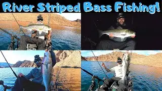 Colorado River Striped Bass Fishing! Willow Beach launch! EPIC Underwater footage!