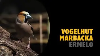 Vogelhut Marbacka | Ermelo | Veluwe | Birding (NL)