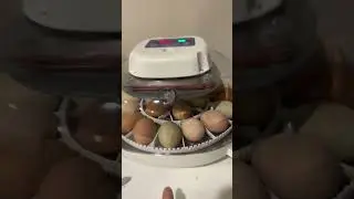 Day 19 in the incubator&mdash;-talking about humidity