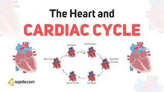 The Heart and Cardiac Cycle | Introduction