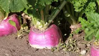 How to grow turnips plant #turnip#shorts#viral short#Shortvideos#Shortfeeds#Viraldhort#homeplanting