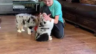 Australian Sheaperd puppies - litter D
