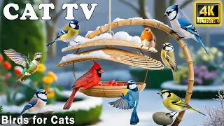 Best Videos for Cats to Watch－Relaxing Bird Videos to Beat Boredom & Cheer Up Cats 😸 Calming CAT TV