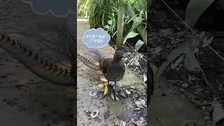 This bird doesn&rsquo;t sing&hellip; it samples! 🎤🔥 #Lyrebird #animalfacts #birds #wildlife #animals #funfacts