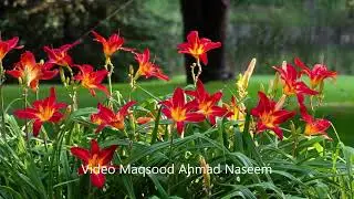 Ehrfurcht | Dee Jay Sudi | Maqsood Ahmad Naseem