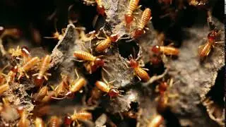 clip Nasute termites defending a break in their nest
