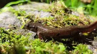 Let's Go Searching for Salamanders! -  Autumn Salamanders #herping #amphibians #salamanders #hiking