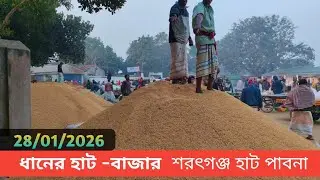 28 January 2026 আজকের ধানের বাজার দর। Paddy rice market price rate in pabna Bangladesh 