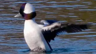Bufflehead ducks diving, swimming, flying