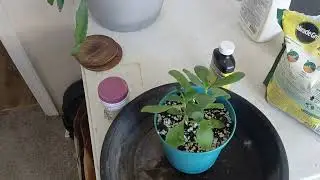 Leaf of Life #plant sending to my God Mom #gardening #leafoflife