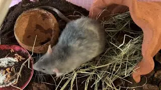 Ratos Twister brincando na Caixa de Terra