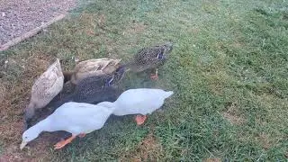 QUACK QUACK WADDLE WADDLE.  Looking for eggs 
