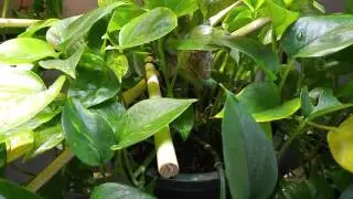 Veiled Chameleon eating huge hornworm