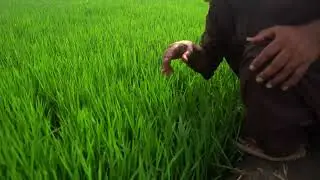 Lush Green Rice Fields