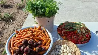 Visa simples na roça 🥕🧅🍅🥬
