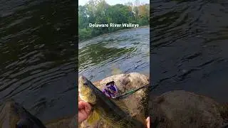 Delaware River Walleye #fishing #delawareriver #nature #fishingvideo #delawareriverfishing #