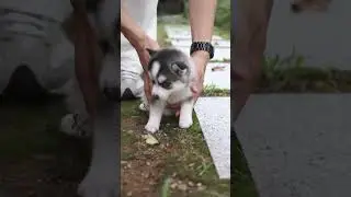 Meet Bali the mini Pomsky! His deep blue eyes are out of this world!