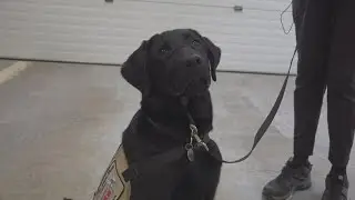 Weekend volunteers needed near Warren, Maine to train service dogs for veterans