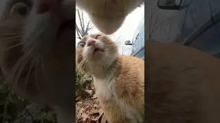 Pet cam pro #cat #petlover #petshub #catlovers #dog #viralvideo #petshop #petowner #funnycats #fun