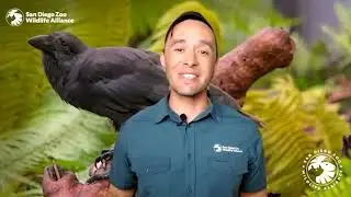 San Diego Zoo taking part in Rose Parade