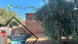 هادشي بزاف! 💸 ثمن عصرة زيت الزيتون فالسراغنة