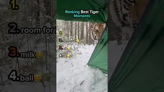 Рейтинг лучших моментов с тиграми🤣