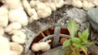 mad tomato update