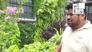 PLANTAS ORNAMENTALES