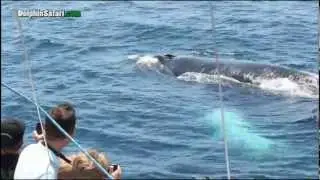 Dolphin Safari Whale Watching Passengers Get Up Close to Rare Humpback Whale