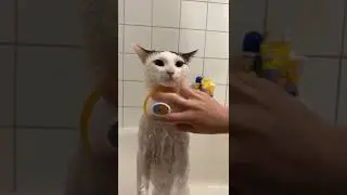 Cat Grooming Routine !!!