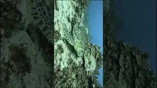 #Save the oceans #turtles paradise #4k #asmr #shorts #aquarium #fun #nature #Eco #No AI #adventure