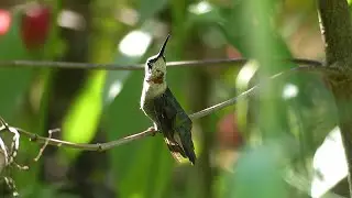 Watching Hummingbirds at Fairchild Garden