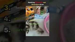 Ranking Dramatic Cat Reactions Ever  #ranking#fypシ゚viral #fyp #cats #drama