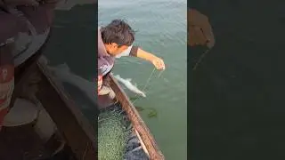 Viral Hook fishing #fishing #fish #viral #shorts