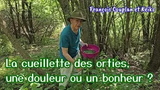 La cueillette des orties, une douleur ou un bonheur ? イラクサ摘み、痛いけど幸せ！？