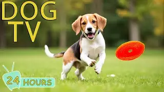 DOG TV: All-Day Entertain Videos to Dogs No Anxiety When Home Alone - Best Relax Music for Dogs