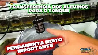 COMO TRANSFERIR OS ALEVINOS DOS PEIXES BETTAS PARA UM TANQUE MAIOR - FILTRO DE LIMPEZA 