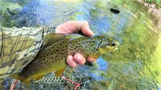 Exploring a new section of Laurel Fork Creek ( TROUT FISHING ) Episode 2