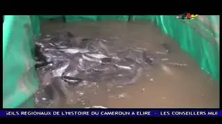 Fish farming in Cameroon