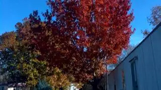 Red oak tree