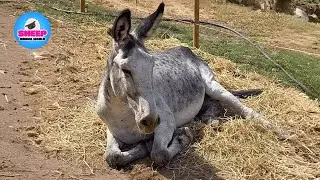 Abandoned in the Middle of the Road &mdash; But Love Gave This Donkey a New Life