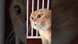 Viral talking Cat Meme - Original 😂 #talking cat