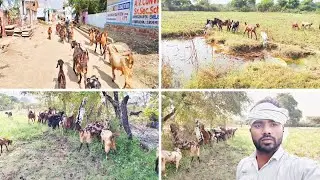 🙏🙏बकरियां में कितना फायदा 🤩🤩होता है और कैसे होता है 👏👏
