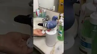 Pigeon Automatic Induction Foam Hand Washer - Touchless Soap Dispenser for Effortless Hygiene